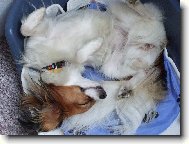 Papillon