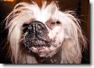 Chinese Crested Dog