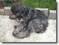 Schnauzer