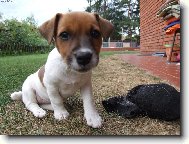 Jack Russell Terrier