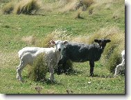 ovce Novho Zlandu