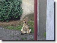 Czechoslovakian wolfdog