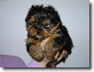 Jorkšírský terier, Yorkshire Terrier,