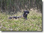Dobermann, Doberman