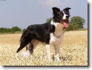 Border Collie