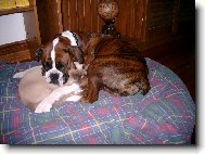 Deutscher Boxer
