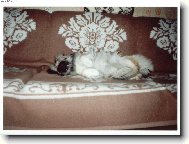 Pekingese, Pekinese, Peking Palasthound