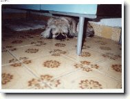 Pekingese, Pekinese, Peking Palasthound