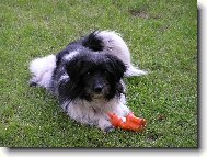 Chinese Crested Dog