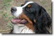 Berner Sennenhund
