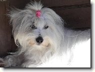 Coton de Tulear
