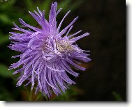 Aster alpinus