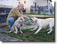 Labrador Retriever