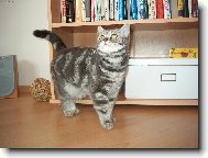 British shorthairs cat