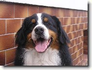 Berner Sennenhund