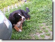 Berner Sennenhund