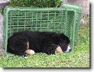 Berner Sennenhund