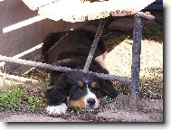 Berner Sennenhund