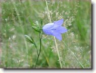 Campanula isophylla