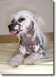 Chinese Crested Dog