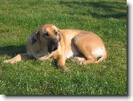 Fila Brasileiro