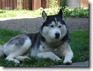 Siberian Husky