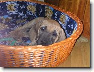 Fila Brasileiro