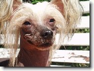 Chinese Crested Dog