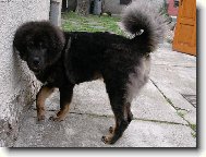 Tibetan Mastiff