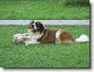 Saint Bernard \(Dog standard\)