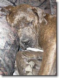 Fila Brasileiro