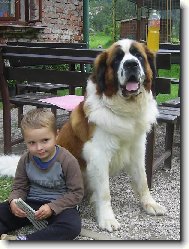 Saint Bernard \(Dog standard\)