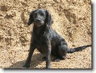 Chinese Crested Dog