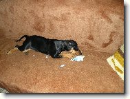 German Pinscher