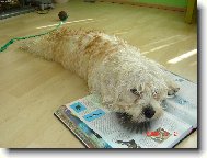 Dandie Dinmont Terrier