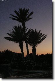 Djerba - palmy v noci