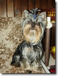 Jorkrsk terier, Yorkshire Terrier,