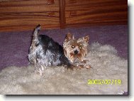 Jorkrsk terier, Yorkshire Terrier,