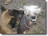 Chien de Berger Belge - Tervueren