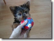 Jorkšírský terier, Yorkshire Terrier,