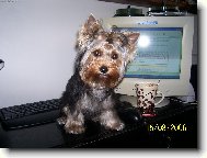 Jorkšírský terier, Yorkshire Terrier,