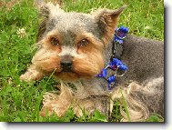 Jorkšírský terier, Yorkshire Terrier,
