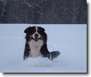 Berner Sennenhund
