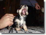 Jorkšírský terier, Yorkshire Terrier,