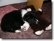 Border Collie