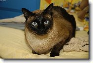 Siamese cat