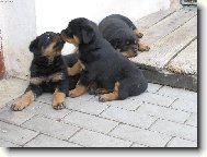 Rottweiler