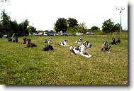 Deutsche Dogge