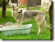 Chechoslovakian wolfdog \\\\\(Dog standard\\\\\)