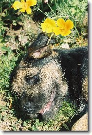 Border Terrier